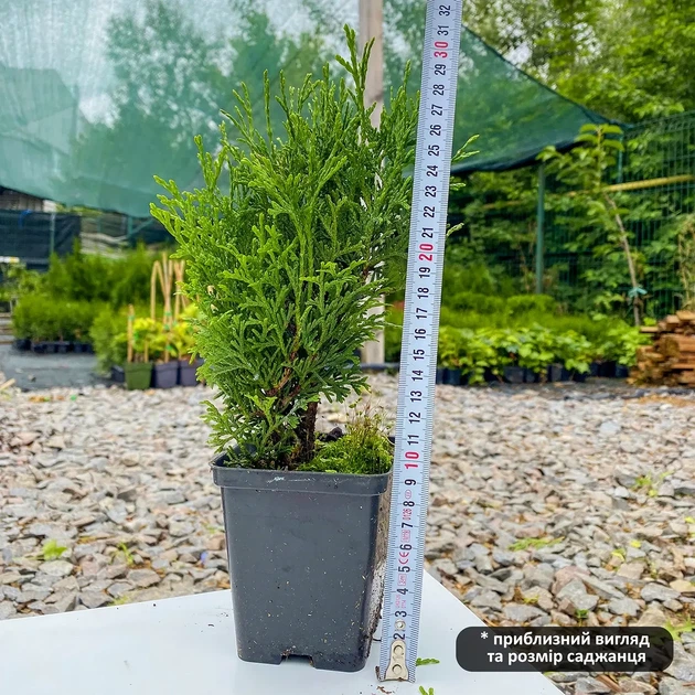 Саженцы Туи западной Тини Тим (Thuja occidentalis Tiny Tim) Р9 - изображение 3