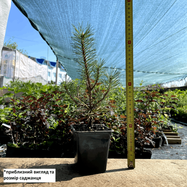 Саженцы Сосны Палласа (Крымская) (Pinus pallasiana) Р9 - изображение 2