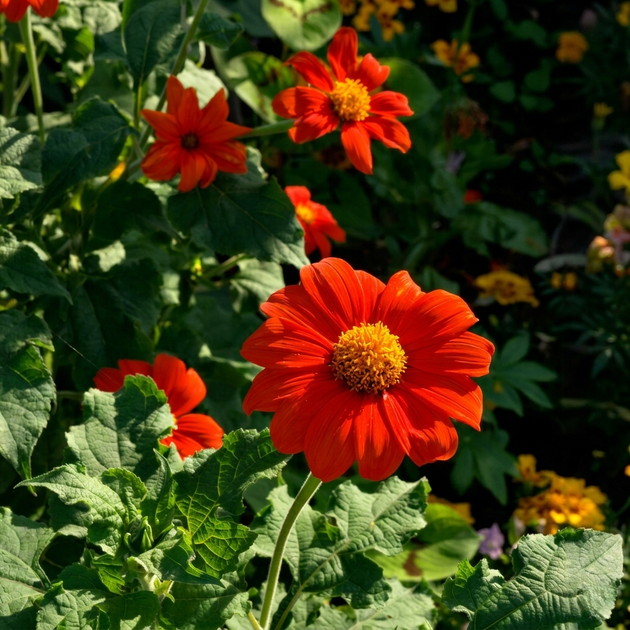 Насіння Титонія круглолиста, Tithonia rotundifolia 5 шт/уп - зображення 3