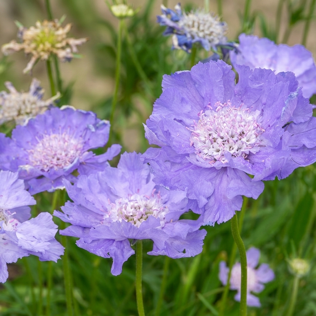 Семена Скабиоза кавказская 'Perfection Blue', Scabiosa caucasica 5 шт/уп - Фото 1 Семена Скабиоза кавказская 'Perfection Blue', Scabiosa caucasica 5 шт/уп - изображение 1