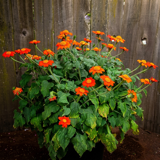 Насіння Титонія круглолиста, Tithonia rotundifolia 5 шт/уп - зображення 4