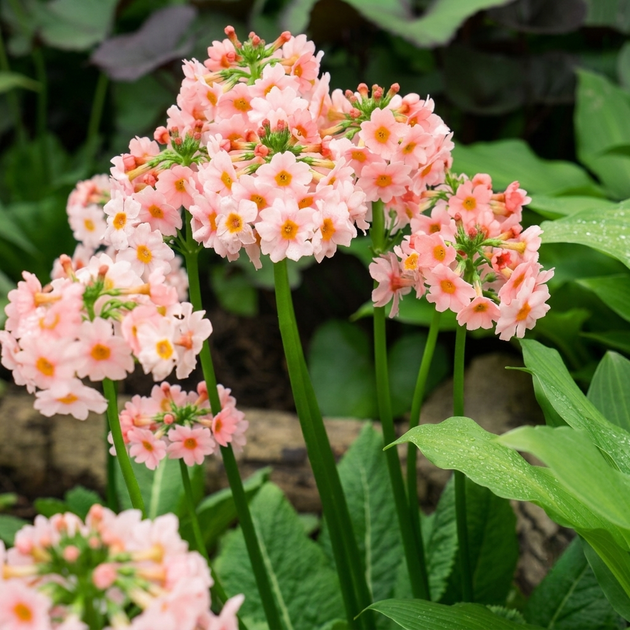 Семена Примула японская 'Appleblossom', Primula japonica 10 шт/уп - изображение 2
