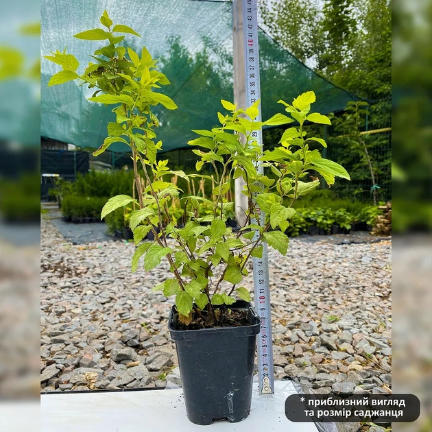 Саджанці спіреї японської Голден Прінцес (Spiraea japonica Golden Princess) Р9 - зображення 3