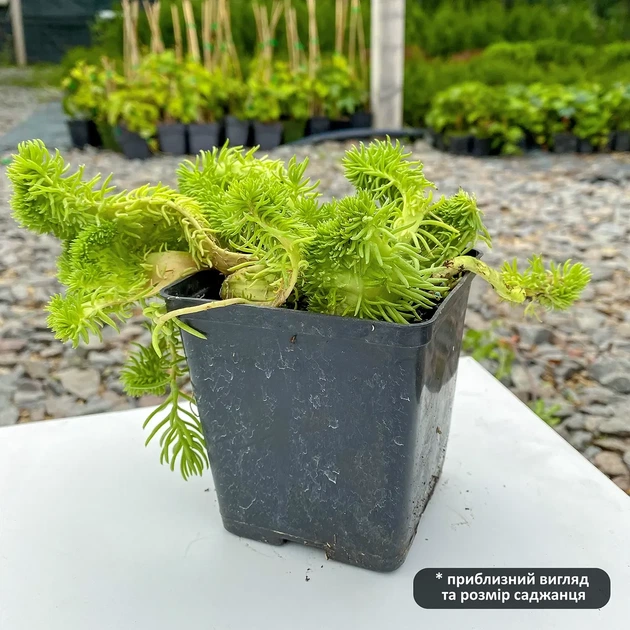 Саженцы Очитка отогнутого гребенчатого Кристатум (Sedum reflexum Cristatum) Р9 - изображение 3