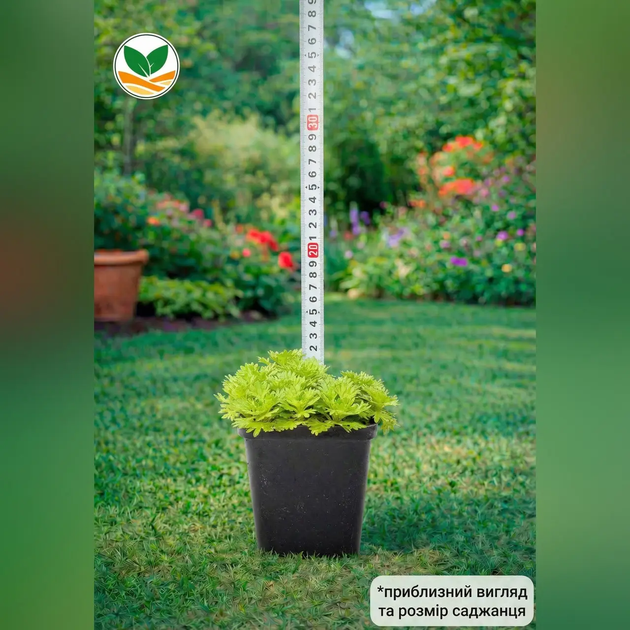Саджанці Ломикаменя Арденса рожевого (Saxifraga Arendsii) Р9 - зображення 4