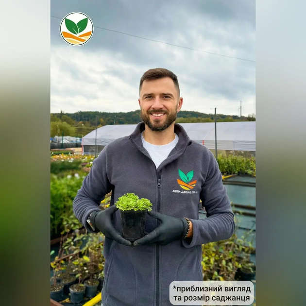 Саджанці Ломикаменя Арденса рожевого (Saxifraga Arendsii) Р9 - зображення 5