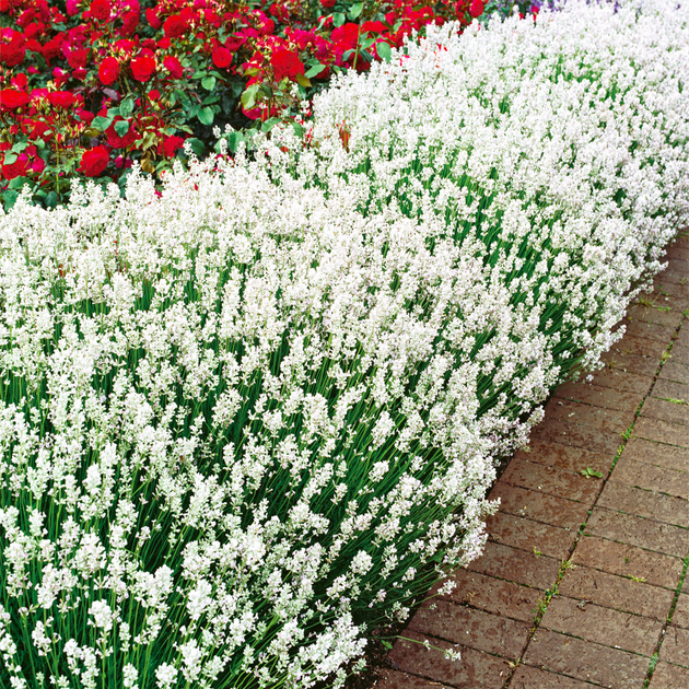 Саджанці Лаванди вузьколистої Біла (Lavandula angustifolia) Р9 - Фото 2 Саджанці Лаванди вузьколистої Біла (Lavandula angustifolia) Р9 - зображення 2