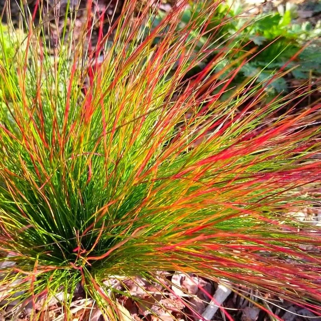 Саженцы Овсяница Блуред (Festuca Blurred) Р9 - Фото 2 Саженцы Овсяница Блуред (Festuca Blurred) Р9 - изображение 2