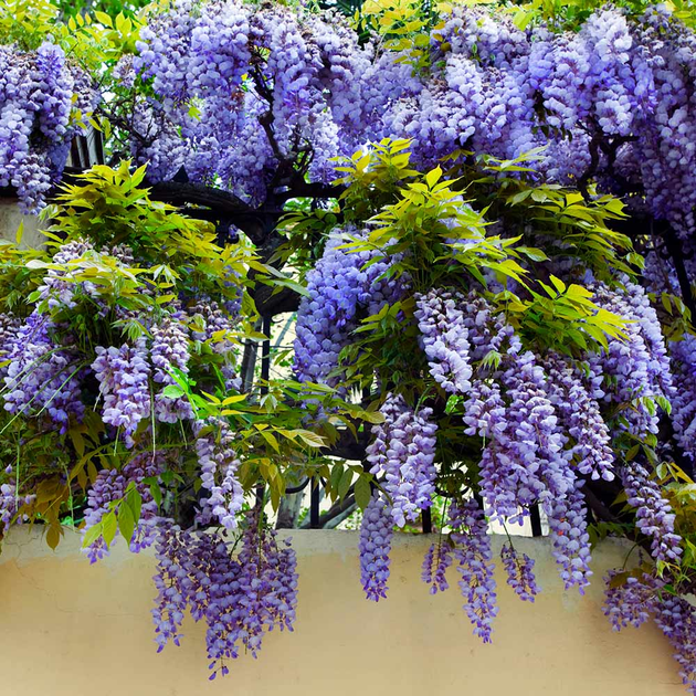 Саженцы Глицинии Макростахия Блю Мун (Wisteria macrostachya Blue Moon) - Фото 1 Саженцы Глицинии Макростахия Блю Мун (Wisteria macrostachya Blue Moon) - изображение 1