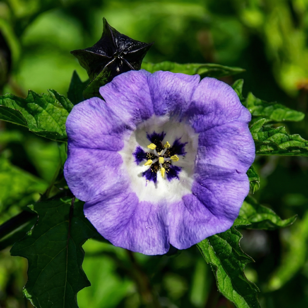 Семена Никандра физалисовидная, Nicandra physalodes 10 шт/уп - изображение 5