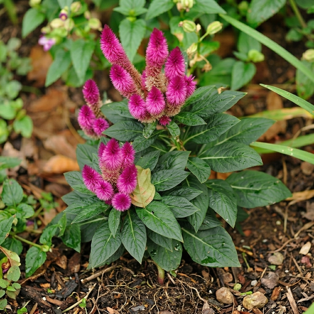 Насіння Целозія колосиста 'Flamingo Feather', Celosia spicata 10 шт/уп - Фото 3 Насіння Целозія колосиста 'Flamingo Feather', Celosia spicata 10 шт/уп - зображення 3