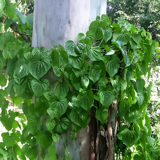 Семена Диоскорея клубненосная (Воздушный картофель), Dioscorea bulbifera 3 шт/уп - изображение 7