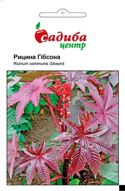 Рицина Гібсона, 3 шт., СЦ - Фото 1 Рицина Гібсона, 3 шт., СЦ - зображення 1