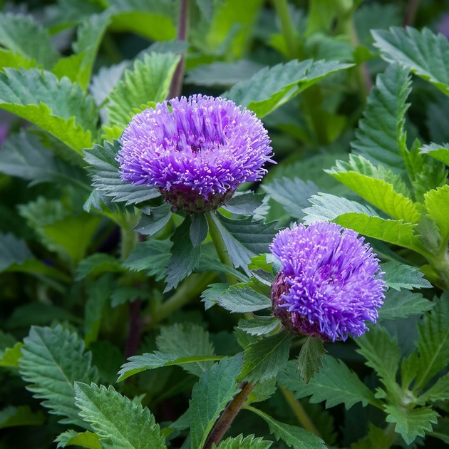 Семена Центратерум промежуточный 'Pineapple Sangria', Centratherum intermedium 10 шт/уп - изображение 3
