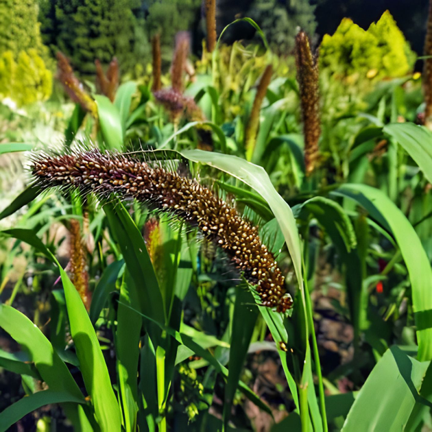 Насіння Могар, Setaria italica subsp.moharica 20 шт/уп - Фото 1 Насіння Могар, Setaria italica subsp.moharica 20 шт/уп - зображення 1