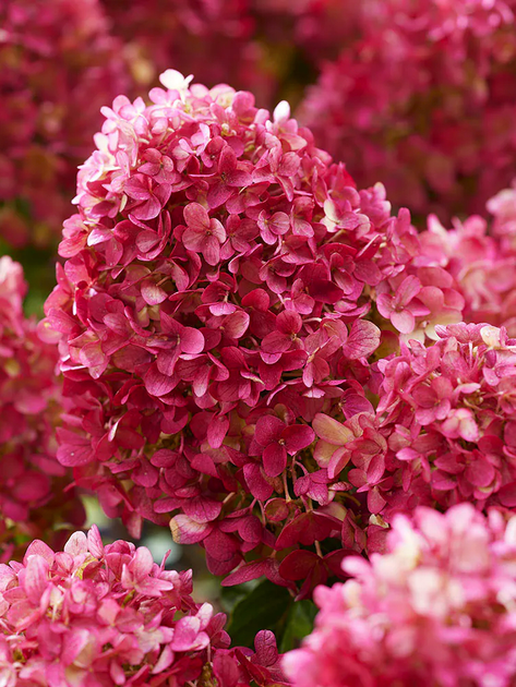 Гортензія волотиста Petite Cherry (в горщику Р9) - Фото 1 Гортензія волотиста Petite Cherry (в горщику Р9) - зображення 1