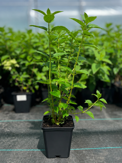 Гортензія волотиста Petite Cherry (в горщику Р9) - Фото 2 Гортензія волотиста Petite Cherry (в горщику Р9) - зображення 2