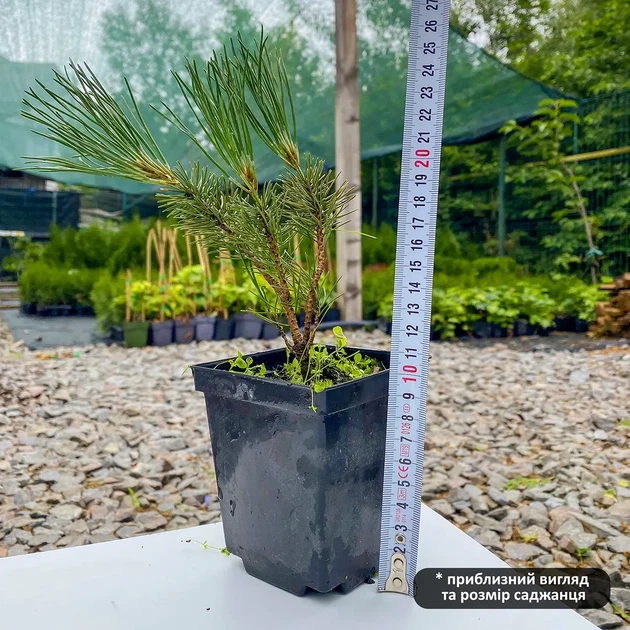 Саджанці Сосни гірської Мугус (Pinus mugo Mughus) Р9 - зображення 5