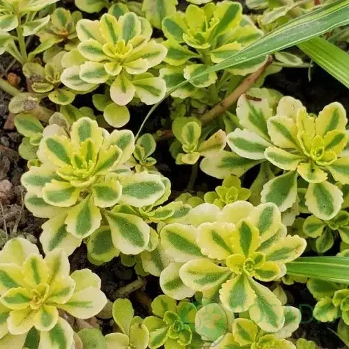 Саджанці Очитока (Седума) Міддендорфа (Sedum middendorffianum) в 380 гр горщику - зображення 3