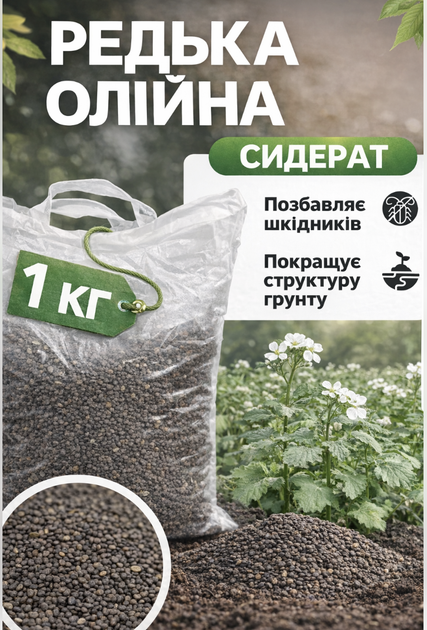 Редька олійна 1 кг — насіння сидерату для покращення ґрунту - зображення 2