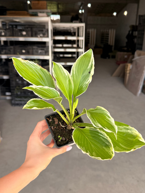 Хоста Undulata Albomarginata (в контейнері Р9) - изображение 3