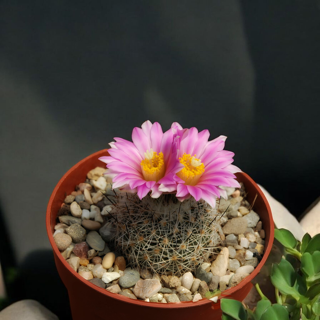 Семена Турбиникарпус Бегини, Turbinicarpus beguinii 5 шт/уп - изображение 2
