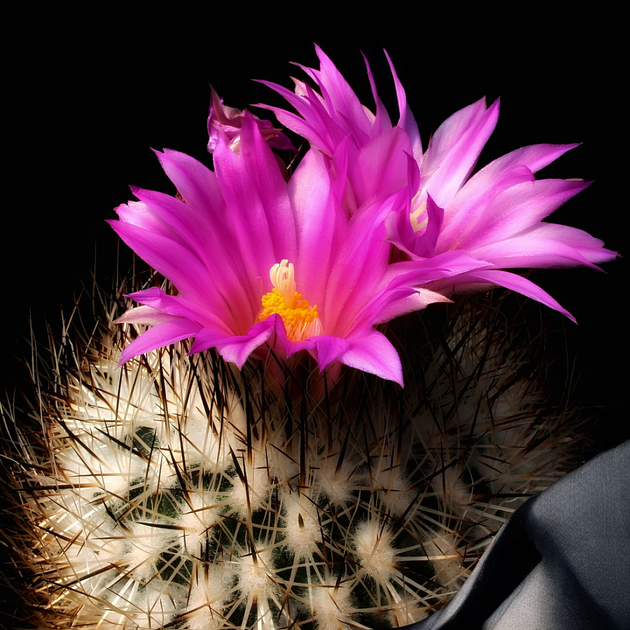 Семена Турбиникарпус Бегини, Turbinicarpus beguinii 5 шт/уп - изображение 3