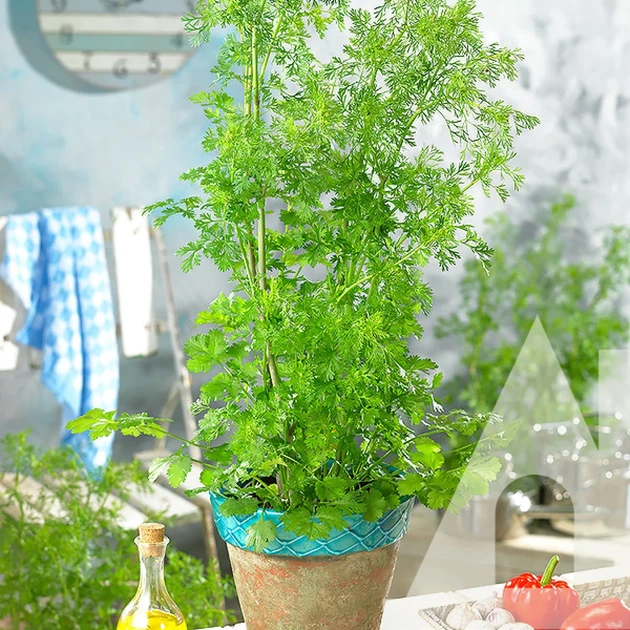 Кинза (кориандр) Слоуболт, 2 г, СЦ - изображение 2