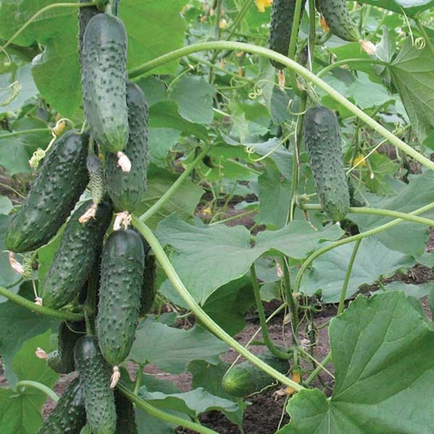 Огірок Барвіна F1 10 шт СЦ - Фото 2 Огірок Барвіна F1 10 шт СЦ - зображення 2