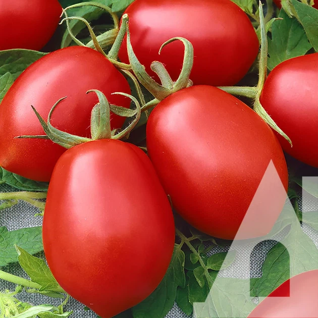 Томат Де Барао красный, 0,1 г, Традиция - изображение 2
