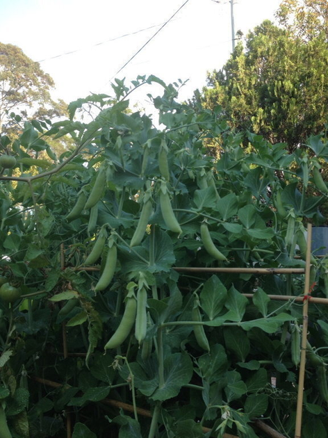 Семена Горох Шуга Бон, Sugar Bon Peas 5 шт/уп - Фото 2 Семена Горох Шуга Бон, Sugar Bon Peas 5 шт/уп - изображение 2