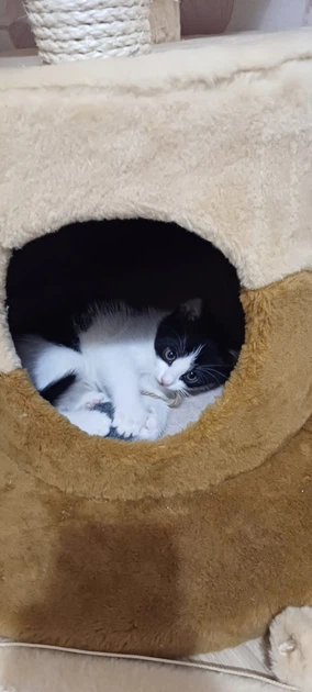 Когтеточка - домик Lucky Pet "Парадайз", сезалевый, 120х57х57 см - Фото 3 Когтеточка - домик Lucky Pet "Парадайз", сезалевый, 120х57х57 см - изображение 3