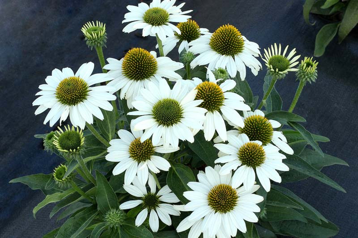 Ехінацея Кісмет Вайт, Echinacea Kismet White С3 - Фото 2 Ехінацея Кісмет Вайт, Echinacea Kismet White С3 - зображення 2
