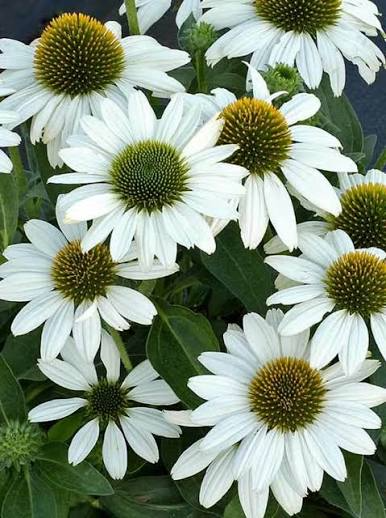 Ехінацея Кісмет Вайт, Echinacea Kismet White С3 - Фото 4 Ехінацея Кісмет Вайт, Echinacea Kismet White С3 - зображення 4