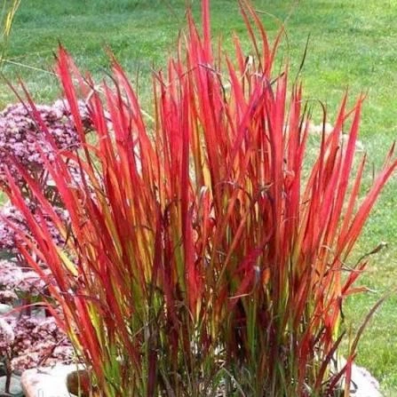 Imperata cylindrica "Red Baron" Садові багаторічні квіти,саджанці у горщиках,розсада - Фото 1 Imperata cylindrica "Red Baron" Садові багаторічні квіти,саджанці у горщиках,розсада - зображення 1