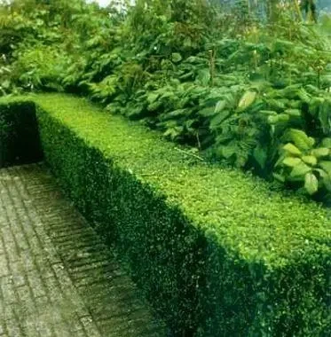 Бирючина обыкновенная Атровиренс Ligustrum vulgare Atrovirens (контейнер 0,5л) - изображение 2