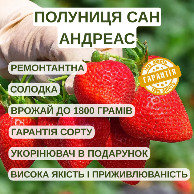 Саджанці полуниці (розсада) Сан Андреас (San andreas) - ремонтантна, соковита, крупноплідна - зображення 5