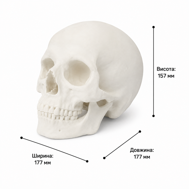Анатомічна модель людського черепа для декору. Aivory - изображение 2