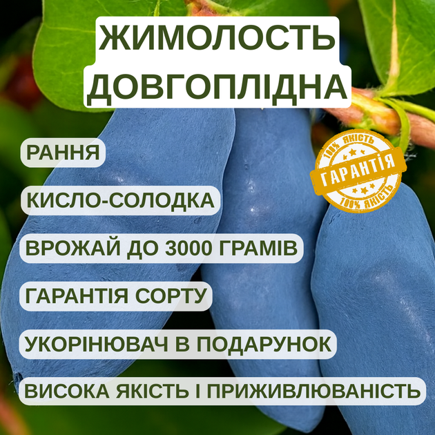 Саджанці жимолості їстівної Довгоплідна - рання, крупноплідна, зимостійка - зображення 2