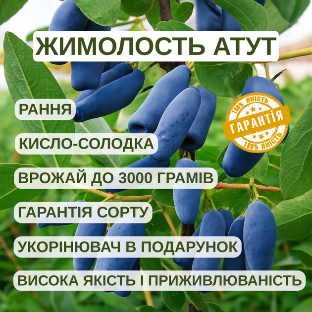 Саженцы жимолости съедобной Атут - поздняя, урожайная, зимостойкая - изображение 2