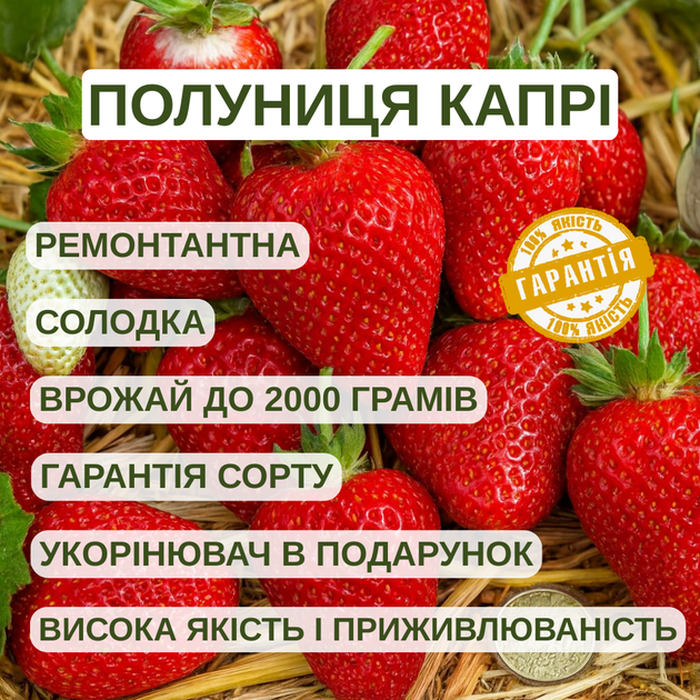 Саджанці полуниці в касеті Капрі (Capri) - ремонтантна, солодка, урожайна (в касеті) + Подарунок - изображение 4