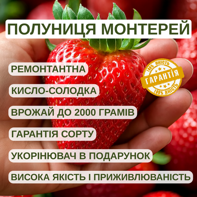 Саженцы клубники (рассада) Монтерей (Monterey) ремонтантная - изображение 6