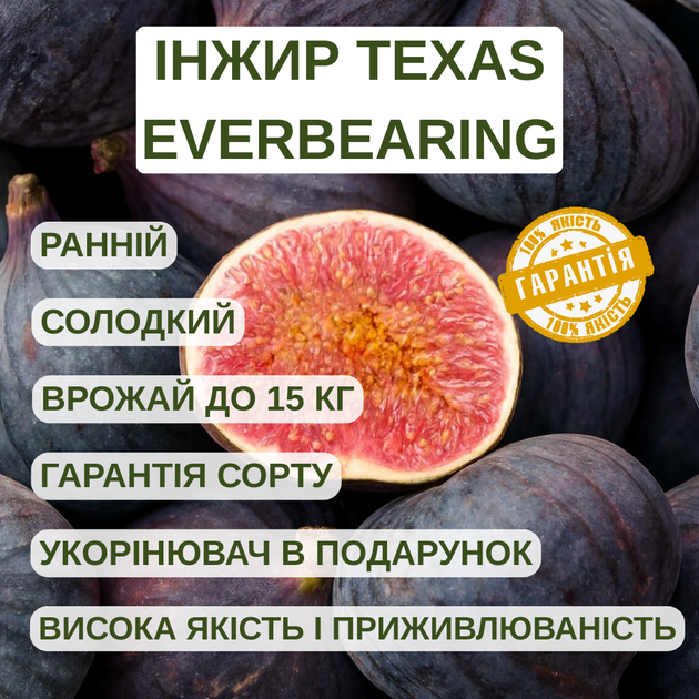Саженцы инжира Texas Everbearing - крупноплодный, ранний, сладкий - изображение 4