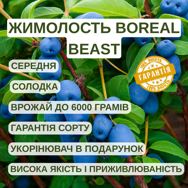 Саджанці жимолості їстівної BOREAL BEAST - середня, крупноплідна, десертна - Фото 2 Саджанці жимолості їстівної BOREAL BEAST - середня, крупноплідна, десертна - зображення 2
