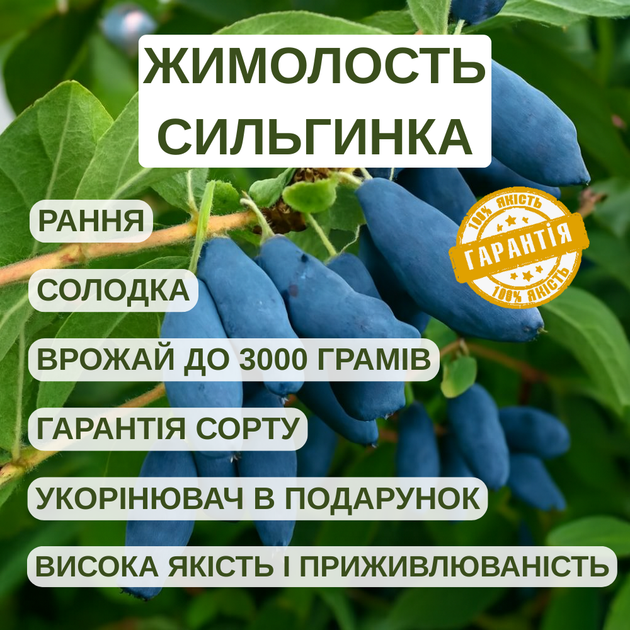 Саджанці жимолості їстівної Сільгінка - рання, солодка, урожайна (3-х річна) С1.5 - зображення 4
