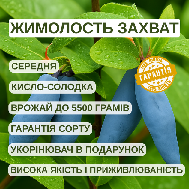 Саджанці жимолості їстівної Захват - середньо-рання, крупноплідна, десертна - зображення 2