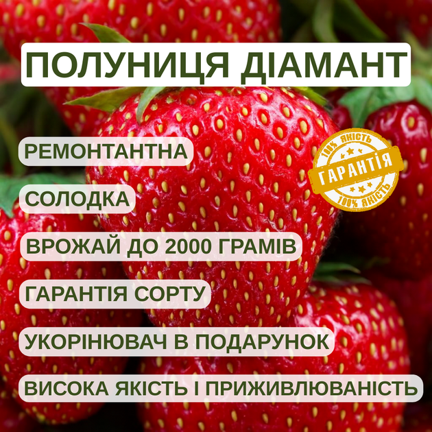 Саджанці полуниці (розсада) Діамант - ремонтантна, урожайна, транспортабельна - зображення 5