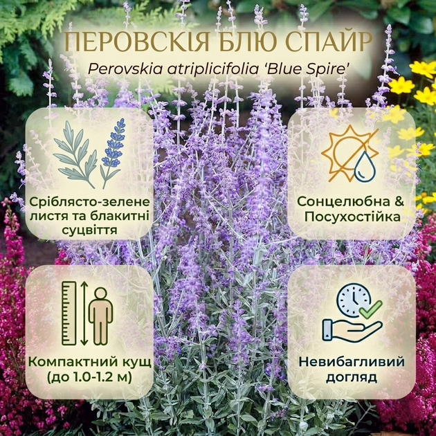 Саджанці Перовскії лебедолистної Блю Спайр (Perovskia atriplicifolia Blue Spire) Р9 - зображення 6