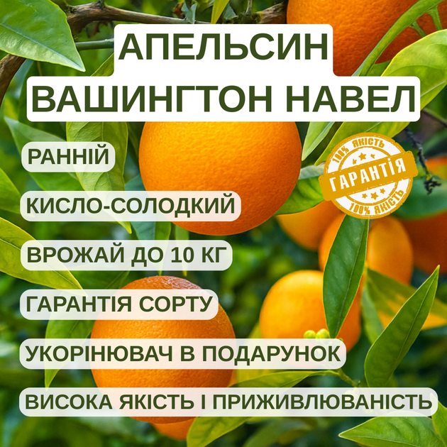 Саджанці апельсина Вашингтон Навел (Citrus sinensis Washington navel) - ранній, холодостійкий - зображення 4