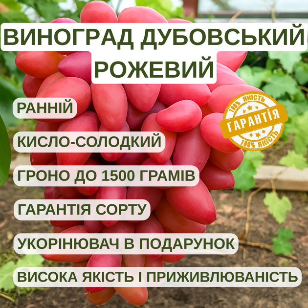 Саджанці Винограду Дубовський Рожевий - раннього терміну, великоплідний, транспортабельний - зображення 3